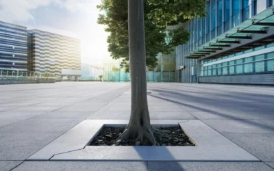 ¿Que és un alcorque árbol?